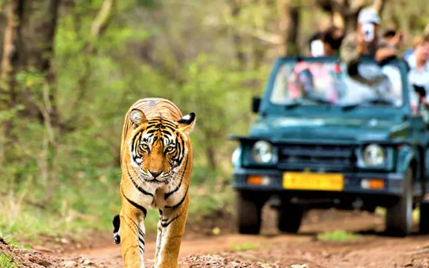 Kumbhalgarh Wildlife Sanctuary Kumbhalgarh Wildlife Sanctuary
